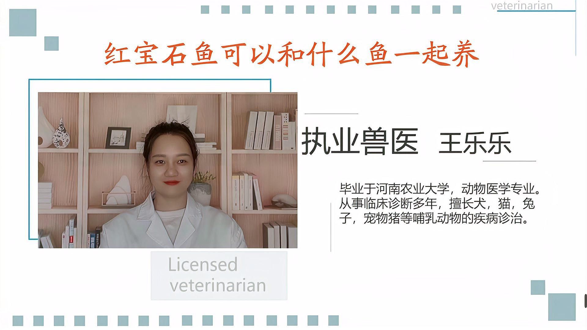 紅寶石魚能和龍魚混養嗎圖片欣賞