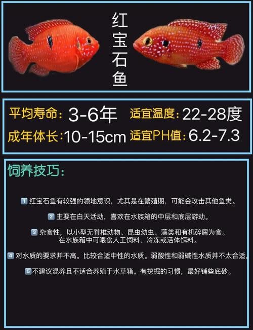 紅寶石魚能和龍魚混養嗎圖片欣賞