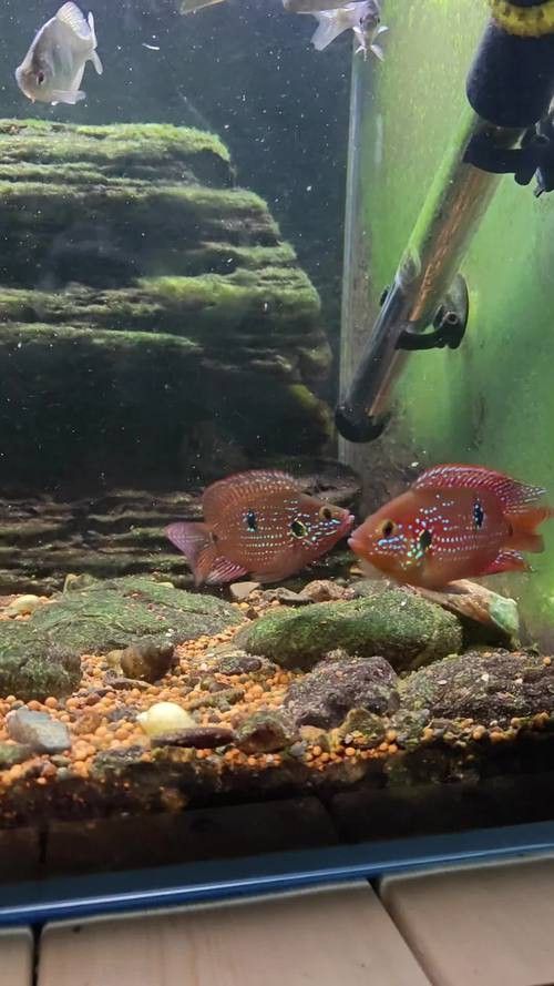 紅寶石魚能和龍魚混養嗎圖片欣賞