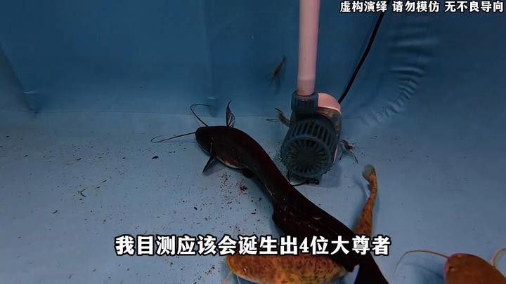紅寶石魚能和龍魚混養嗎圖片欣賞