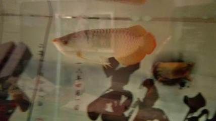 龍魚醫生祥龍魚場：馬來西亞祥龍魚場