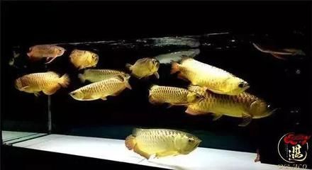 龍魚疾病預防方法視頻教程全集：新魚隔離觀察最佳實踐龍魚疾病預防和治療方法