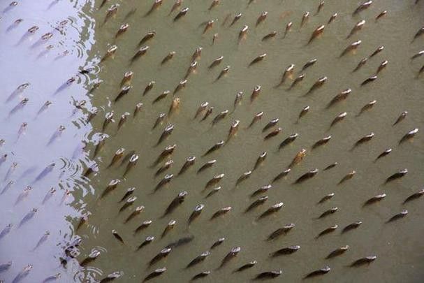 龍魚浮頭需要停食嗎？
