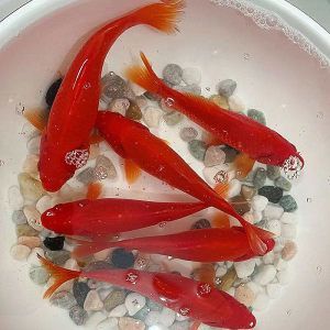雷龍魚吃小金魚：如何判斷雷龍魚是否會吃小金魚