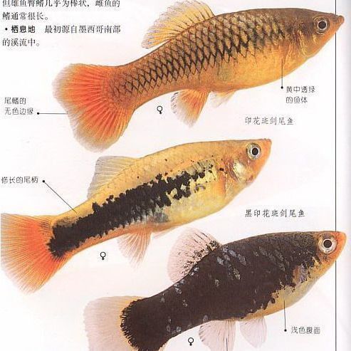 藍(lán)月光魚價(jià)格一覽表