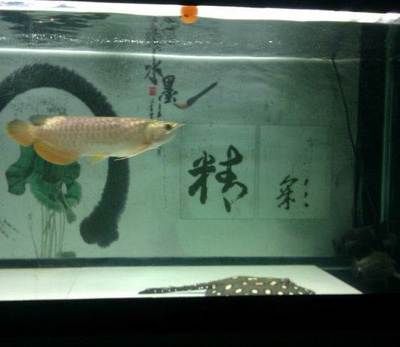 石家莊龍魚祥龍魚場電話多少（石家莊龍魚祥龍魚場）