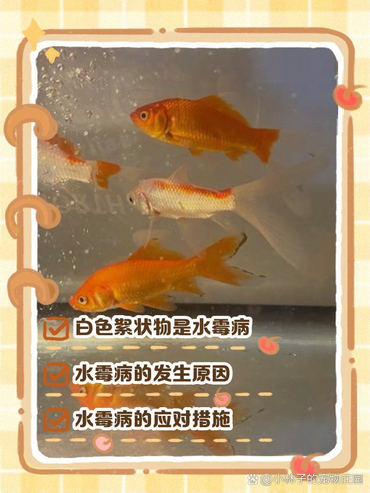 金魚頭上有白色絮狀物