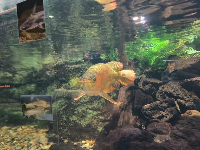 珠海魚缸 龍魚世家水族館優秀