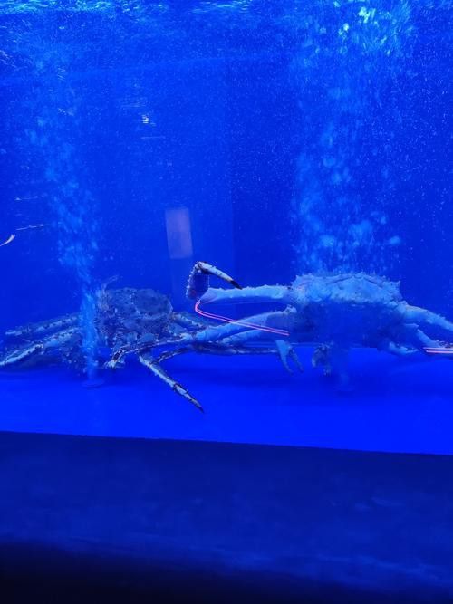 珠海魚缸 龍魚世家水族館優秀