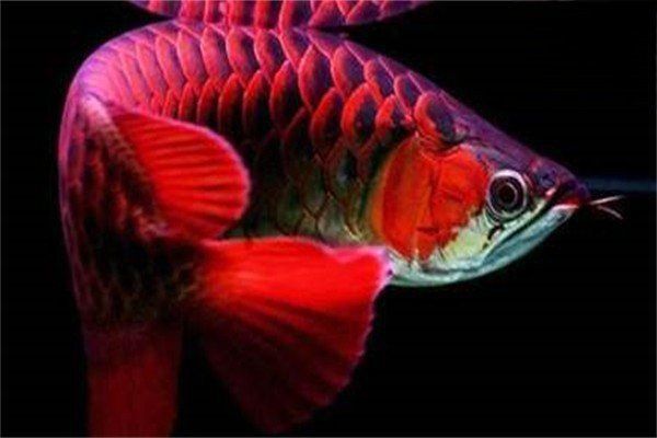 龍魚細菌性腸炎怎么治