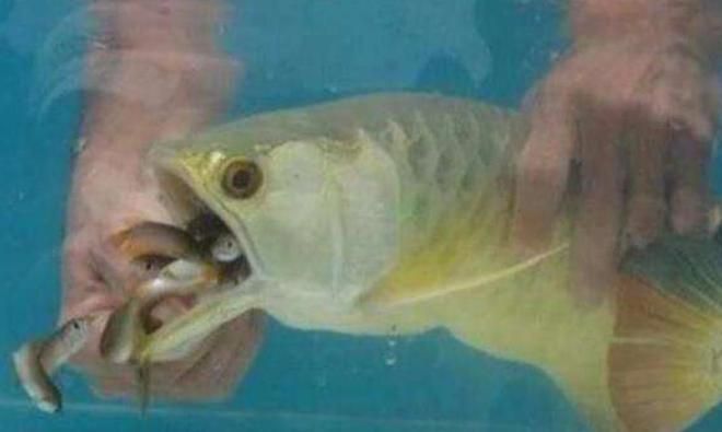 龍魚總是張嘴閉嘴：龍魚總是張嘴閉嘴是怎么回事？