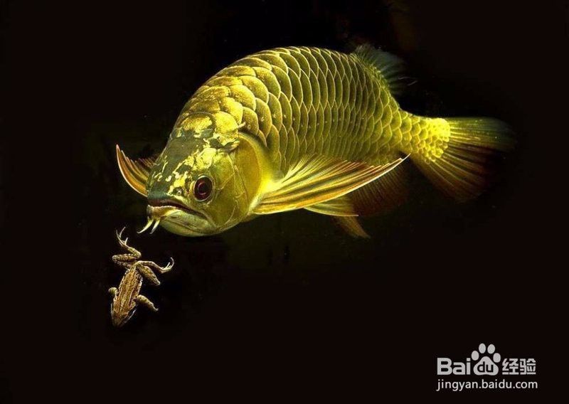 養(yǎng)龍魚水的軟硬度是多少