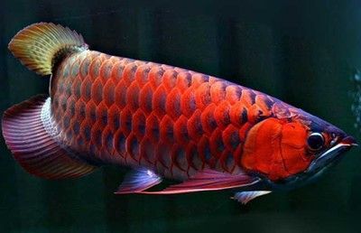 紅龍魚在中國能繁殖嗎，紅龍魚在中國有可能進行人工繁殖嗎：紅龍魚在中國能繁殖嗎，紅龍魚在中國有可能進行人工繁殖