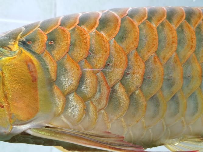 金龍魚和紅龍魚的區別圖片