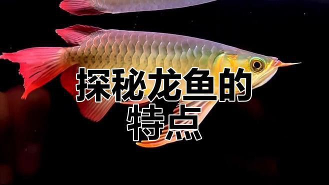 金龍魚和紅龍魚的區別圖片