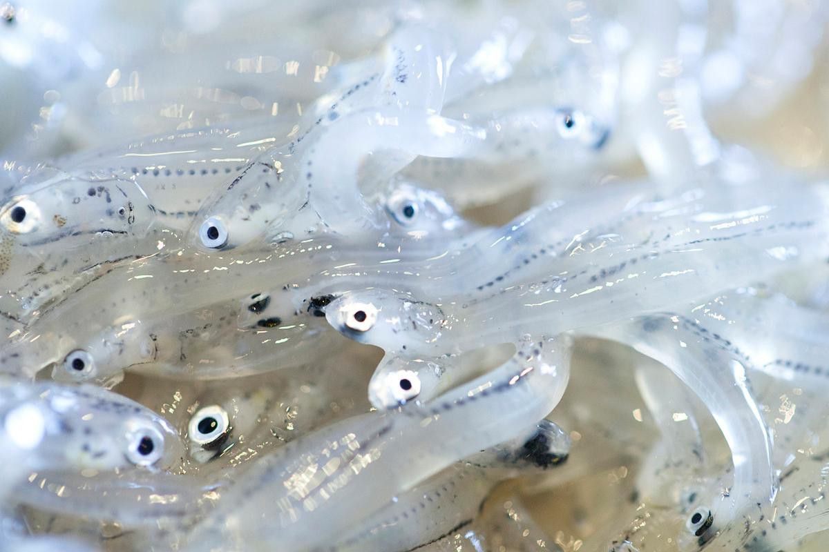 和銀龍魚很像的白色魚是什么魚圖片