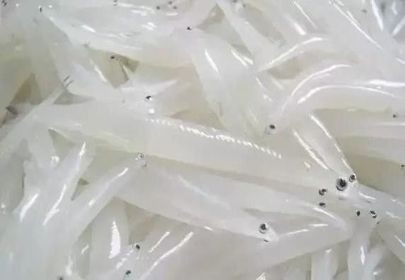 和銀龍魚很像的白色魚是什么魚圖片