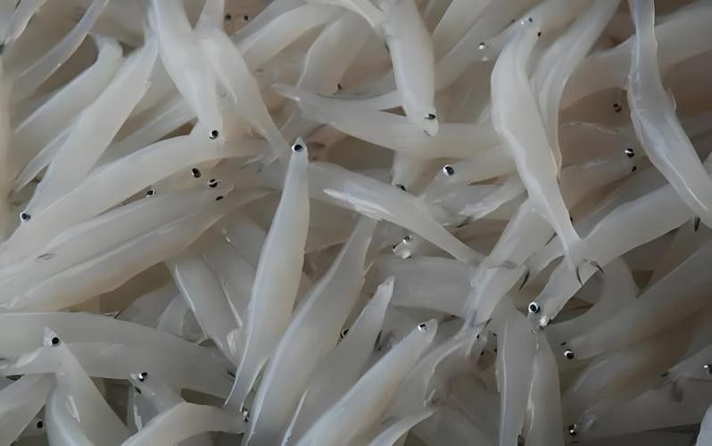 和銀龍魚很像的白色魚是什么魚圖片