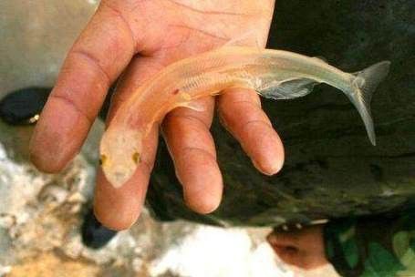 和銀龍魚很像的白色魚是什么魚圖片