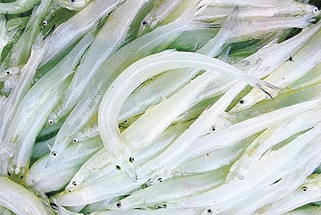 和銀龍魚很像的白色魚是什么魚圖片