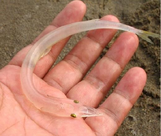 和銀龍魚很像的白色魚是什么魚圖片