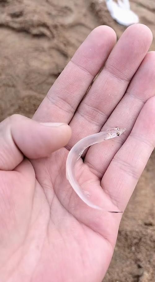 和銀龍魚很像的白色魚是什么魚圖片
