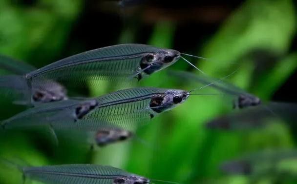 和銀龍魚很像的白色魚是什么魚圖片