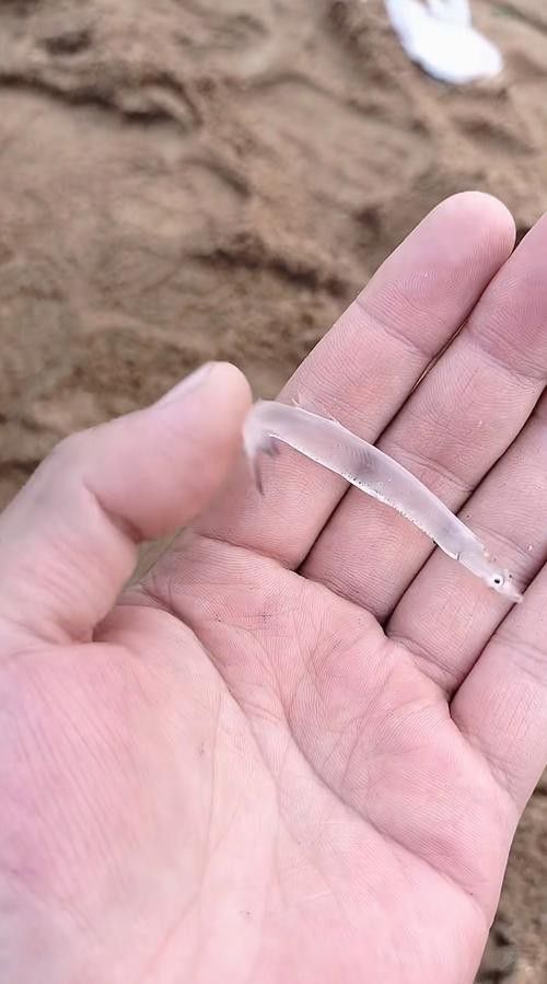 和銀龍魚很像的白色魚是什么魚圖片