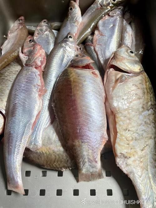 和銀龍魚很像的白色魚是什么魚圖片