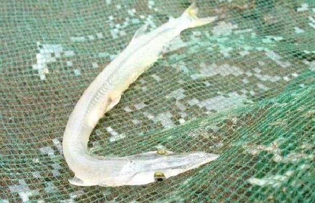 和銀龍魚很像的白色魚是什么魚圖片