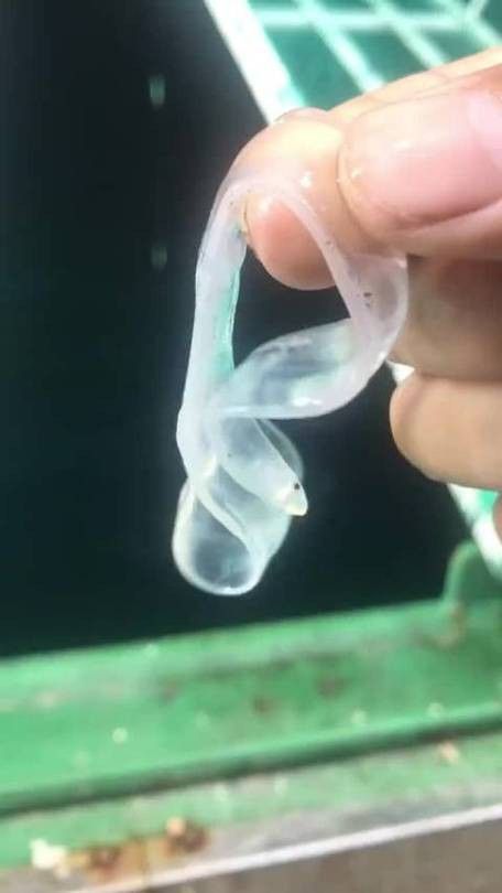 和銀龍魚很像的白色魚是什么魚圖片