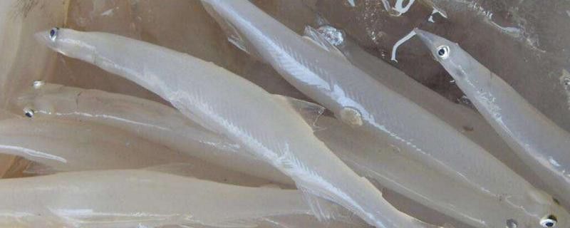和銀龍魚很像的白色魚是什么魚圖片