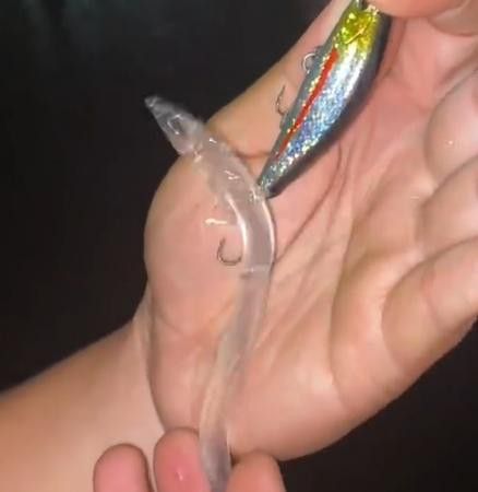 和銀龍魚很像的白色魚是什么魚圖片