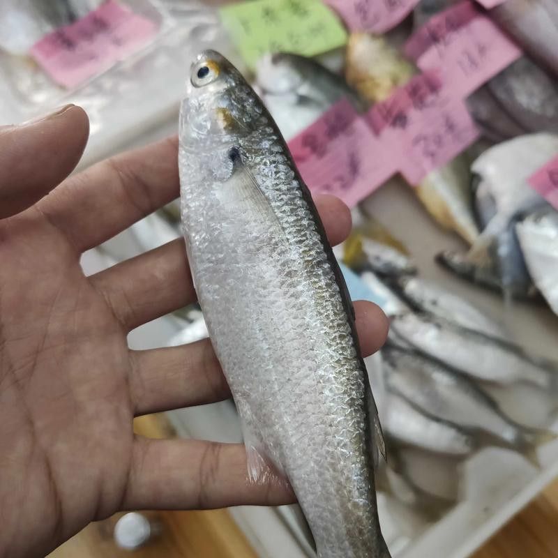 和銀龍魚很像的白色魚是什么魚圖片