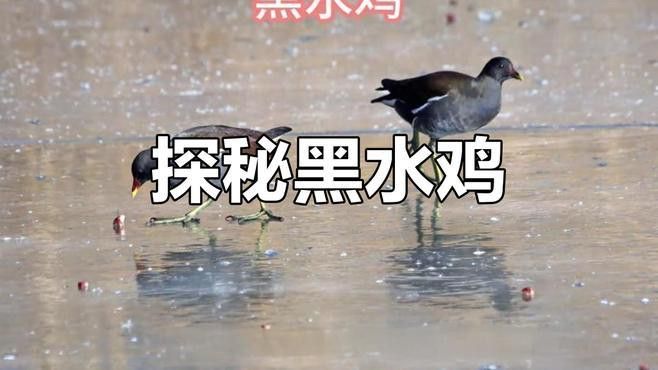 和銀龍魚很像的白色魚是什么魚圖片
