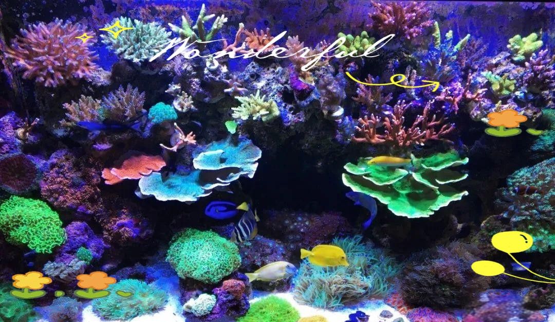 如何避免龍魚和貓魚之間的爭斗？