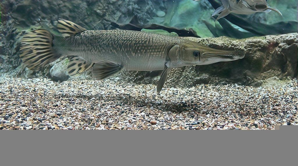 如何避免龍魚和貓魚之間的爭斗？