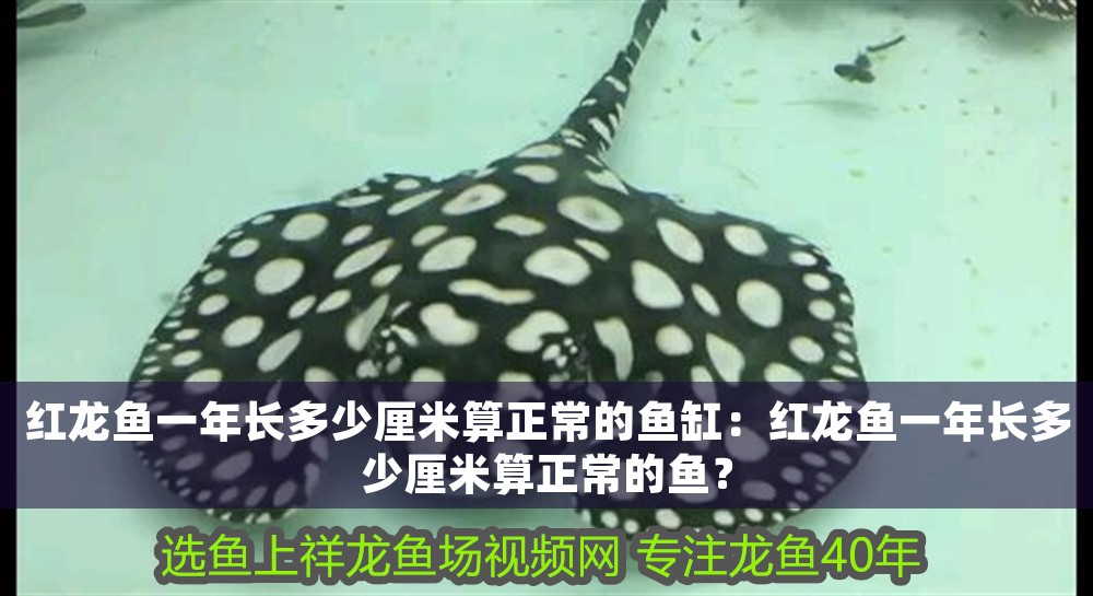 紅龍魚一年長多少厘米算正常的魚缸：紅龍魚一年長多少厘米算正常的魚？