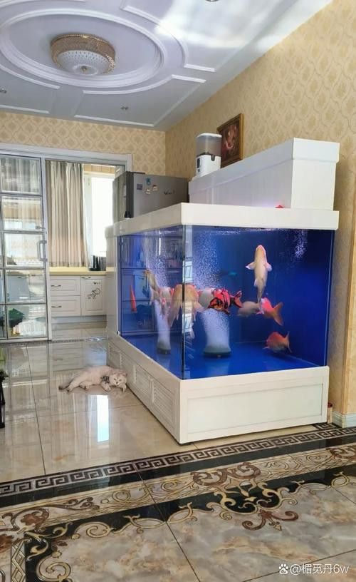 成都龍魚(yú)閣魚(yú)缸怎么樣啊圖片