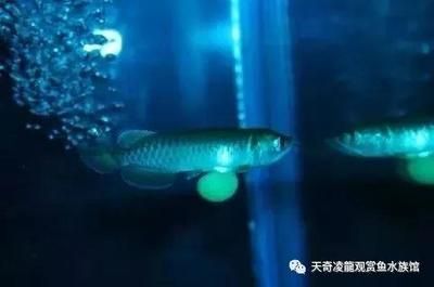 甲基藍龍魚可以用嗎有毒嗎：甲基藍可以治療龍魚嗎 甲基藍龍魚可以用嗎有毒嗎：甲基藍可以治療龍魚嗎 龍魚百科 第1張