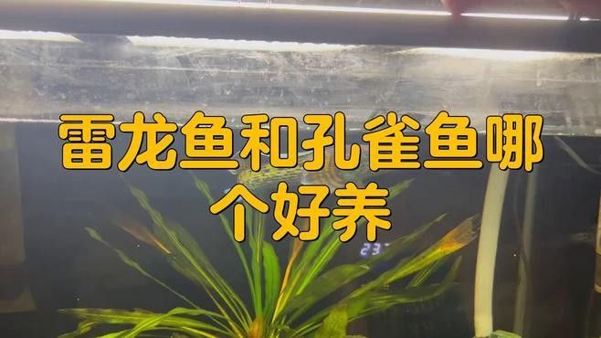雷龍魚和孔雀魚的區別