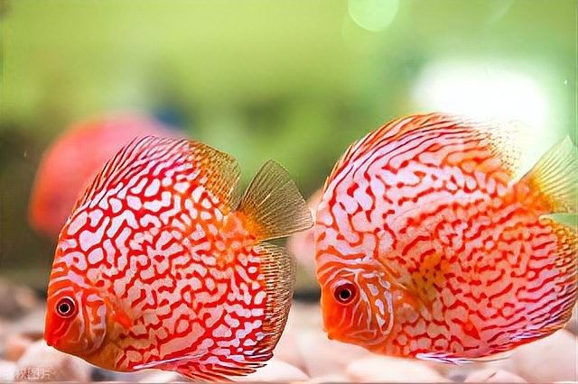 雷龍魚和孔雀魚的區別