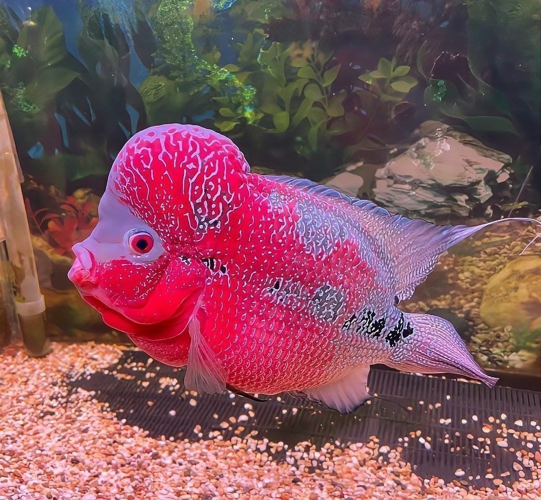 雷龍魚和孔雀魚的區別