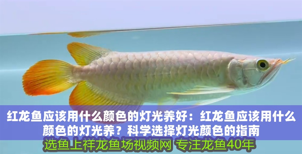 紅龍魚應(yīng)該用什么顏色的燈光養(yǎng)好：紅龍魚應(yīng)該用什么顏色的燈光養(yǎng)？科學(xué)選擇燈光顏色的指南