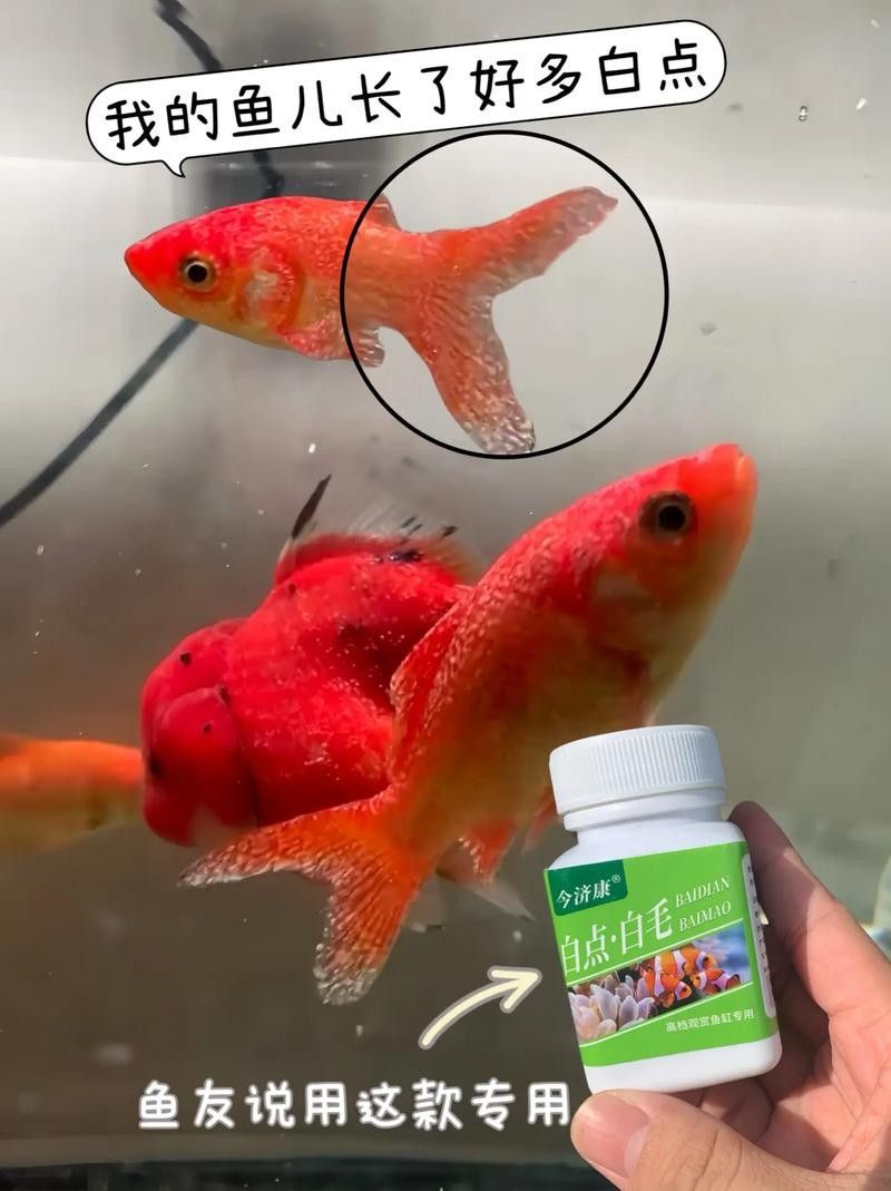 銀龍魚身上有白點圖片