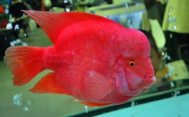 龍魚和戰船魚能混養嗎？：如何判斷龍魚和戰船魚的性格
