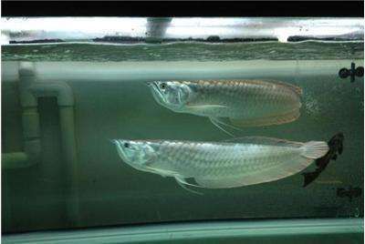 龍魚和戰船魚能混養嗎？：如何判斷龍魚和戰船魚的性格