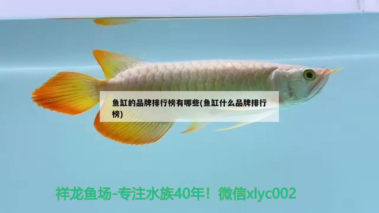 熱帶魚的水溫是多少度合適（熱帶魚的水溫應(yīng)該是多少度）