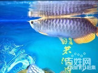 金龍魚35厘米表現（35厘米的金龍魚有多少年360問答）