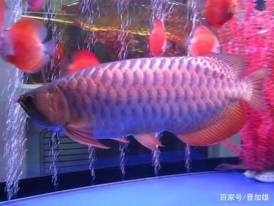 金龍魚35厘米表現（35厘米的金龍魚有多少年360問答）
